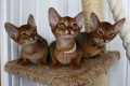 Котята S