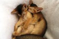 Абиссинские котята