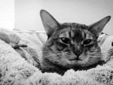 абиссинский кот дикий окрас вязка