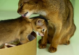 Абиссинская кошка дикого окраса с котенком