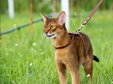 абиссинский кот дикий окрас вязка