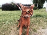 абиссинский кот дикий окрас вязка