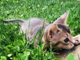 абиссинский котенок голубого окраса купить