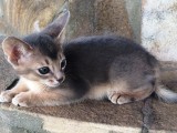 абиссинский котенок голубого окраса купить