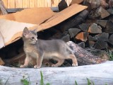 абиссинский котенок голубого окраса купить