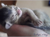 абиссинский котенок голубого окраса купить