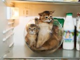 абиссинские котята купить