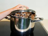 абиссинские котята купить