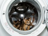 абиссинские котята купить