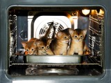 абиссинские котята купить
