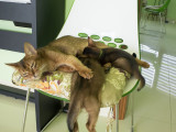 абиссинские котята купить