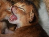 абиссинский котенок купить