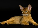 абиссинский кот дикий окрас вязка
