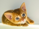 абиссинский котенок окрас соррель купить