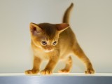 абиссинский котенок окрас соррель купить