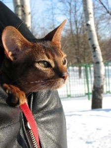 Абиссинский кот на прогулке