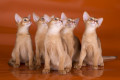 Котята V2
