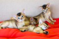 Котята О3