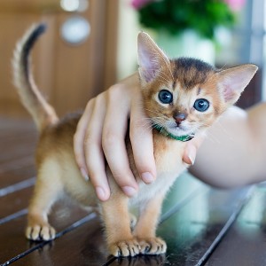 03.07.2016_Litter O3_ABY n _Boy 2_6