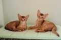 Котята О4