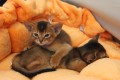 Котята С3