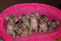 Котята «Е» из питомника RANDEVU