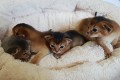 Котята M2