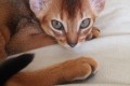 Котята М3