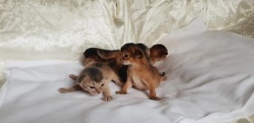 Cioccolata+Tango_ 17.05.2018_Litter A