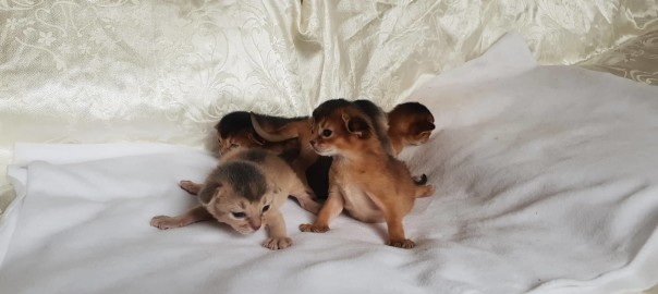 Cioccolata+Tango_ 17.05.2018_Litter A
