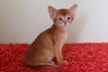 Котята А4