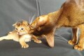 Котята В2
