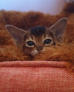 Aby n_male 2