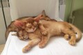 Котята B4