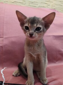 Aby a_girl_2