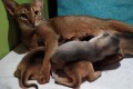 Котята T3