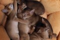 Котята Т4