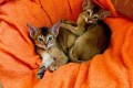 Котята D5