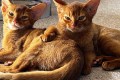 Котята D3