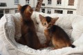 Котят D4