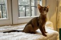 Котенок G4