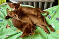 Котята C4
